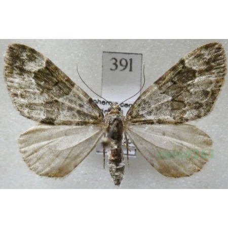 Thera britannica (Turner, 1925) female Paśnik jodłowiec Czech39l